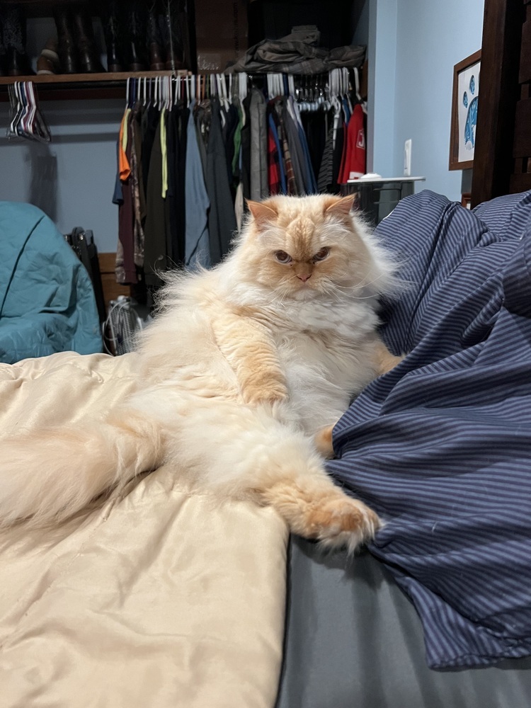 Walter, an adoptable Persian in Clinton Township, MI, 48036 | Photo Image 6