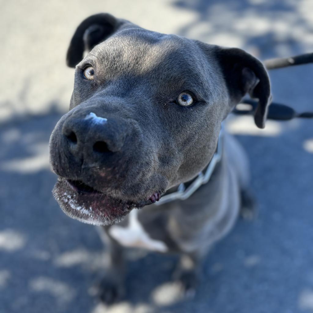 Blue, an adoptable Mixed Breed in Spokane, WA, 99217 | Photo Image 2