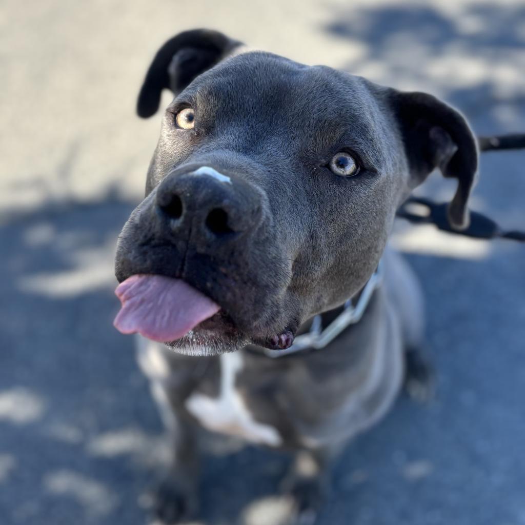 Blue, an adoptable Mixed Breed in Spokane, WA, 99217 | Photo Image 3