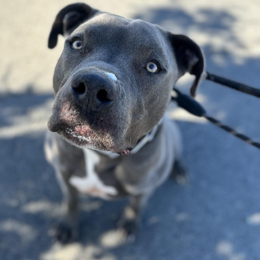 Blue, an adoptable Mixed Breed in Spokane, WA, 99217 | Photo Image 4