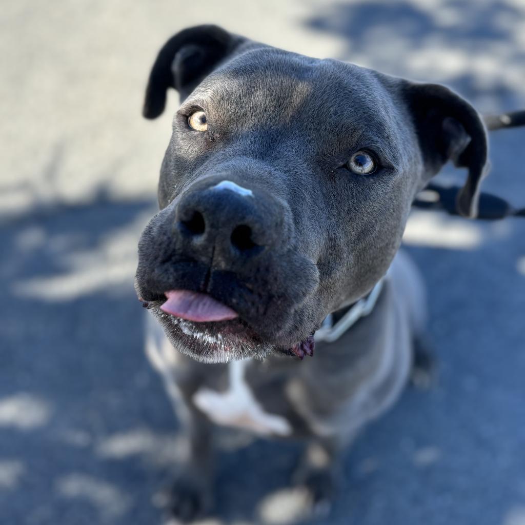 Blue, an adoptable Mixed Breed in Spokane, WA, 99217 | Photo Image 5