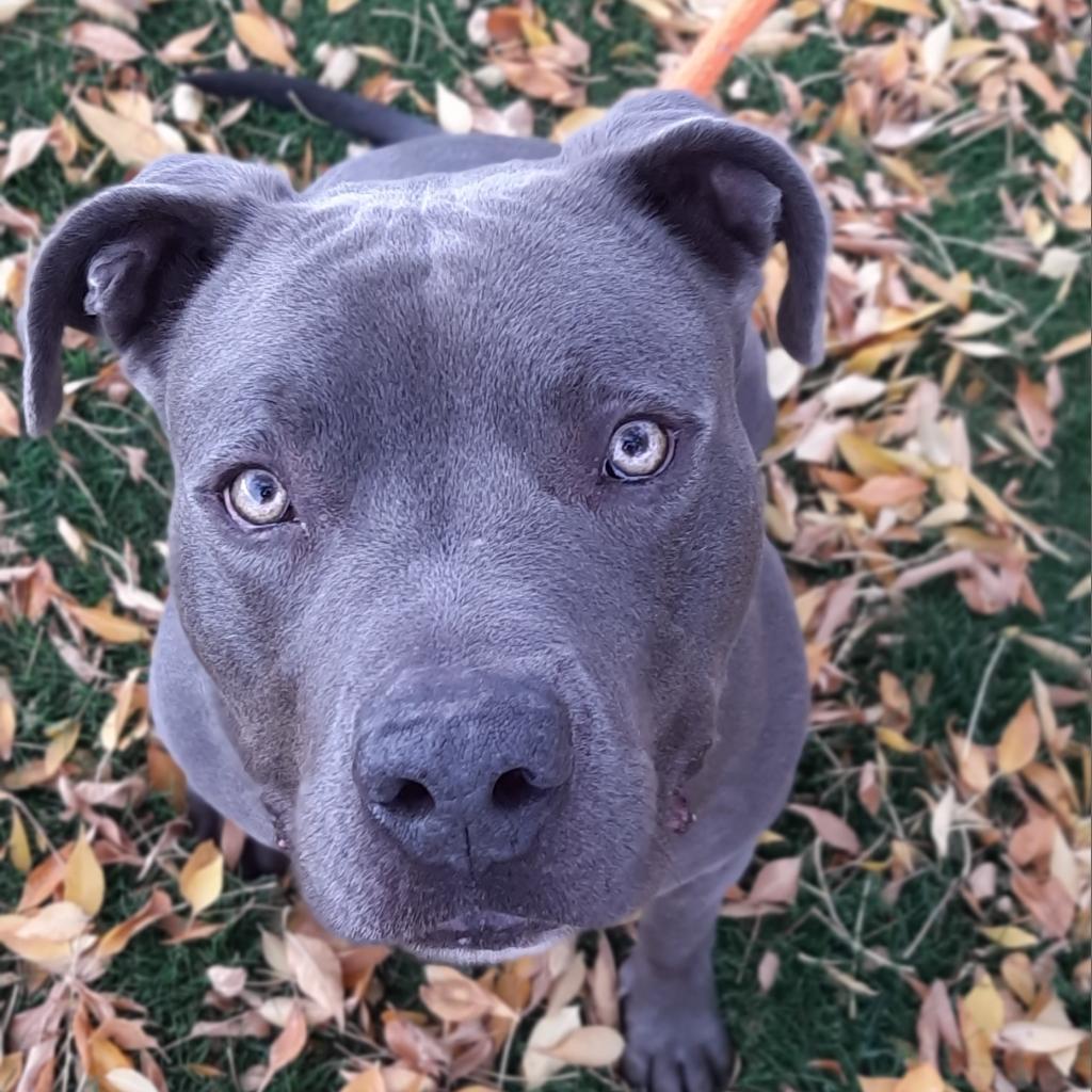 Blue, an adoptable Mixed Breed in Spokane, WA, 99217 | Photo Image 6
