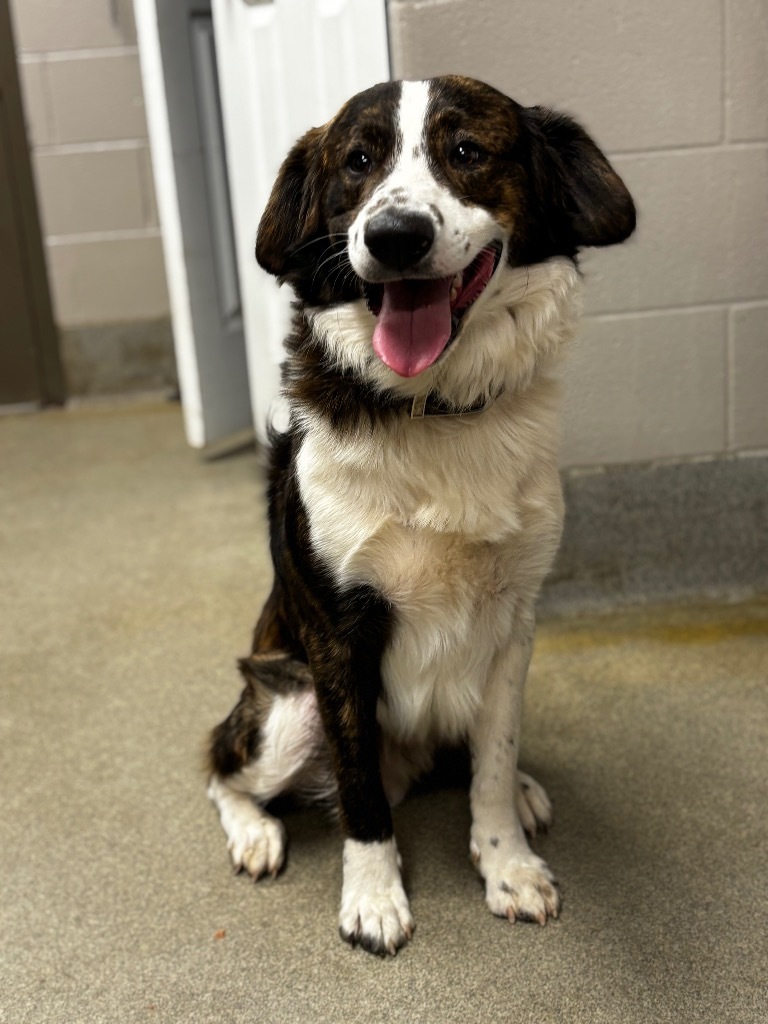 Bear, an adoptable Kuvasz in Hopkinsville, KY, 42240 | Photo Image 1