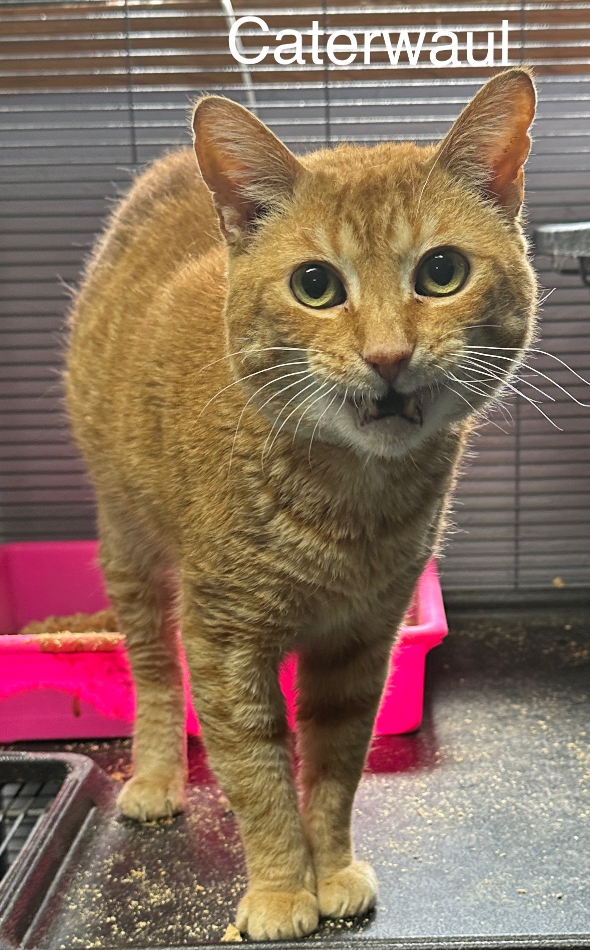 Caterwaul