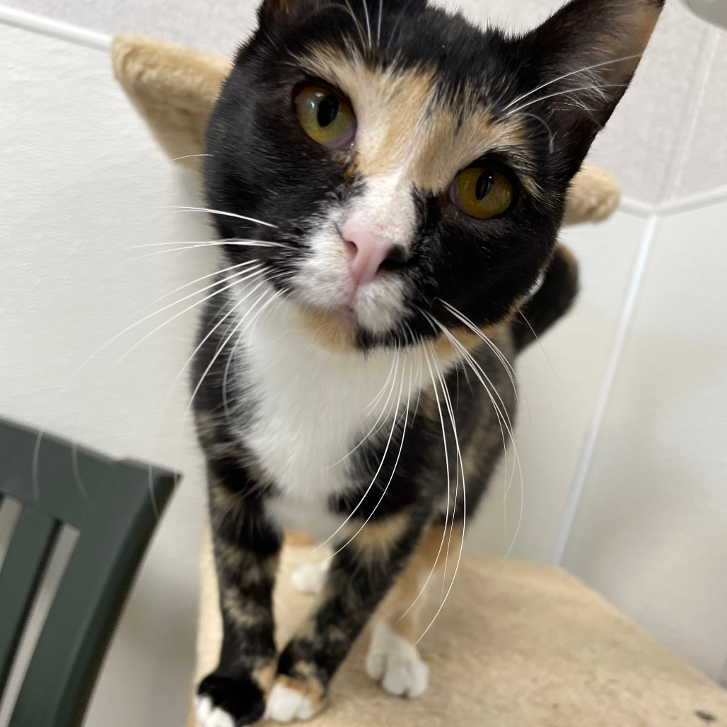 Athena, an adoptable Domestic Short Hair in St. Helena, CA, 94574 | Photo Image 1