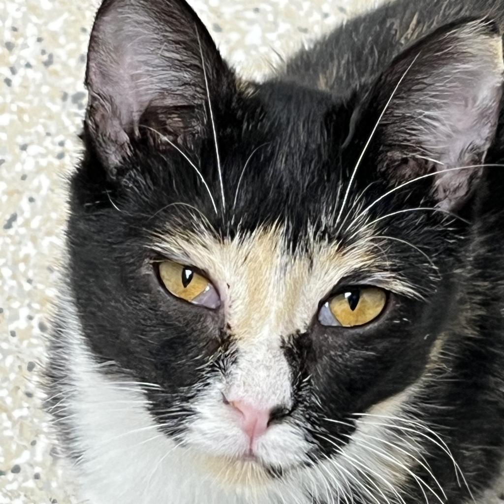 Athena, an adoptable Domestic Short Hair in St. Helena, CA, 94574 | Photo Image 2