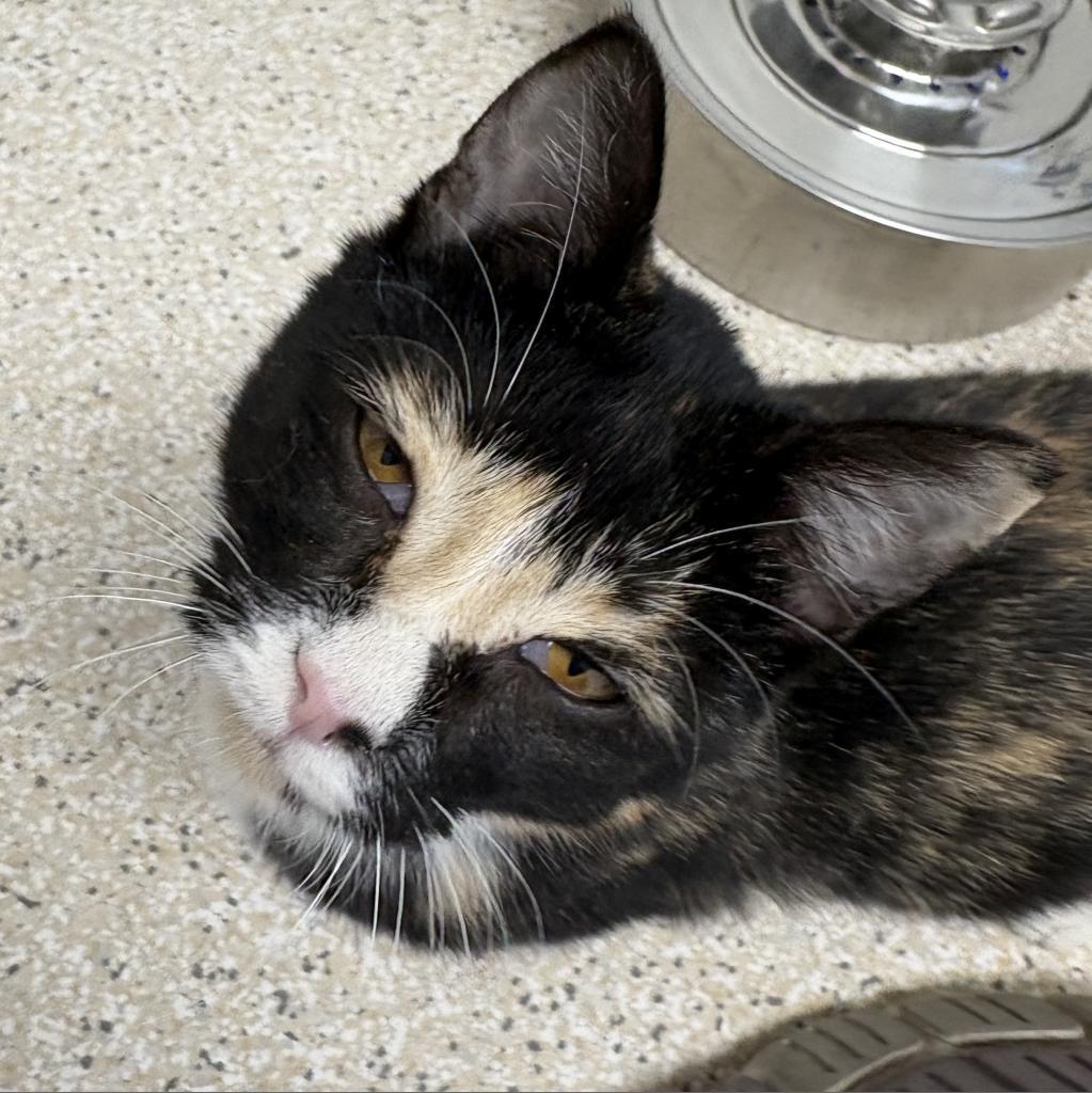 Athena, an adoptable Domestic Short Hair in St. Helena, CA, 94574 | Photo Image 3
