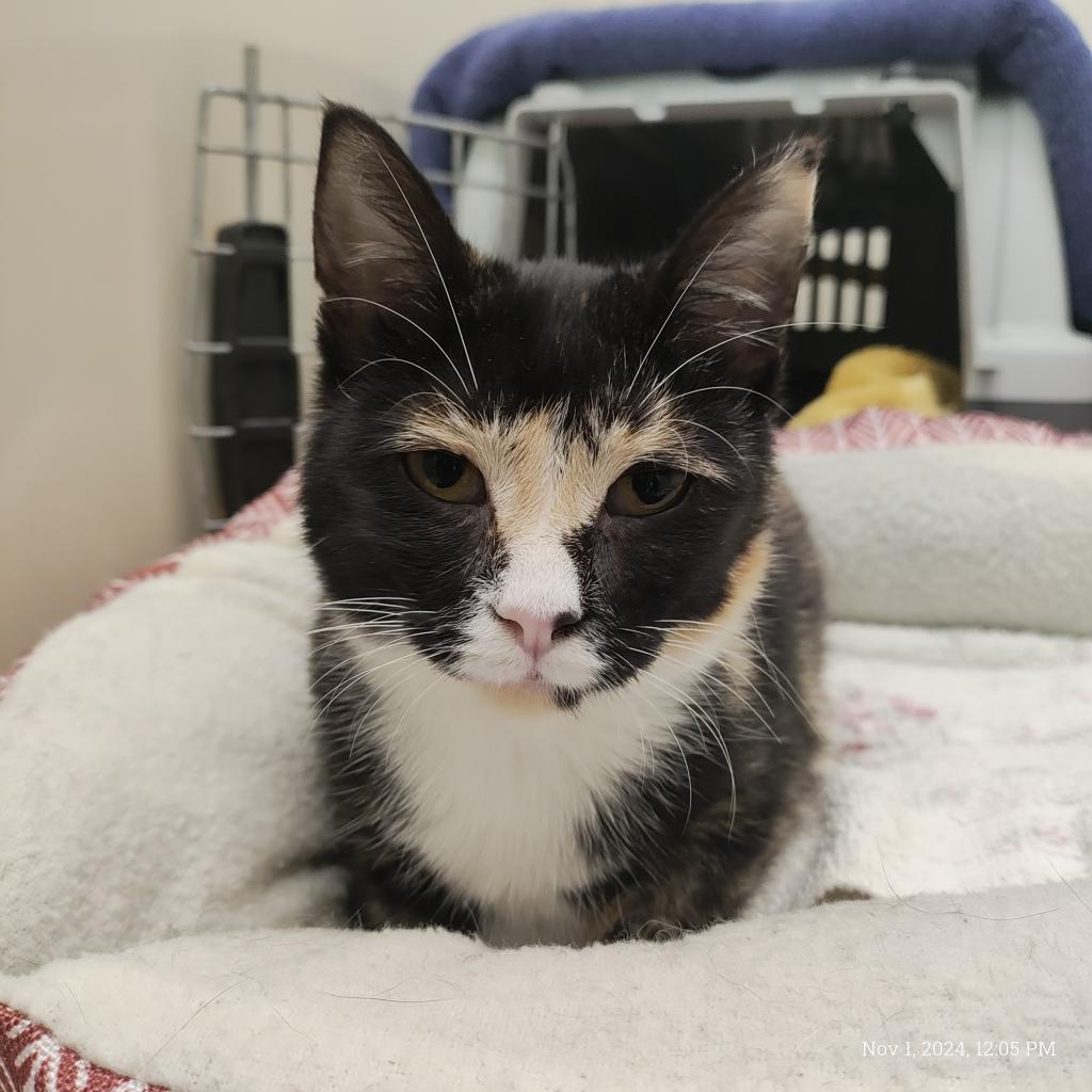 Athena, an adoptable Domestic Short Hair in St. Helena, CA, 94574 | Photo Image 4