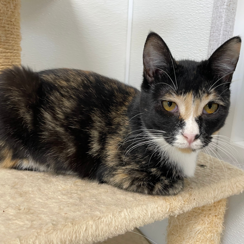 Athena, an adoptable Domestic Short Hair in St. Helena, CA, 94574 | Photo Image 5