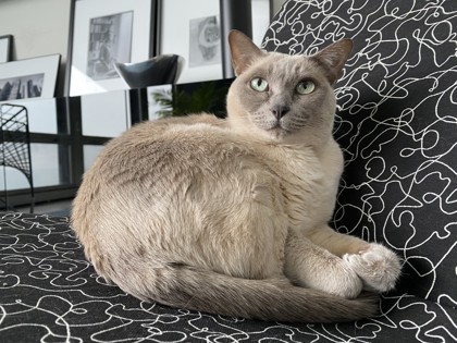 Scout, an adoptable Tonkinese, Domestic Short Hair in Chicago, IL, 60654 | Photo Image 2