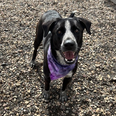 Annie, an adoptable Border Collie, Labrador Retriever in Show Low, AZ, 85901 | Photo Image 1