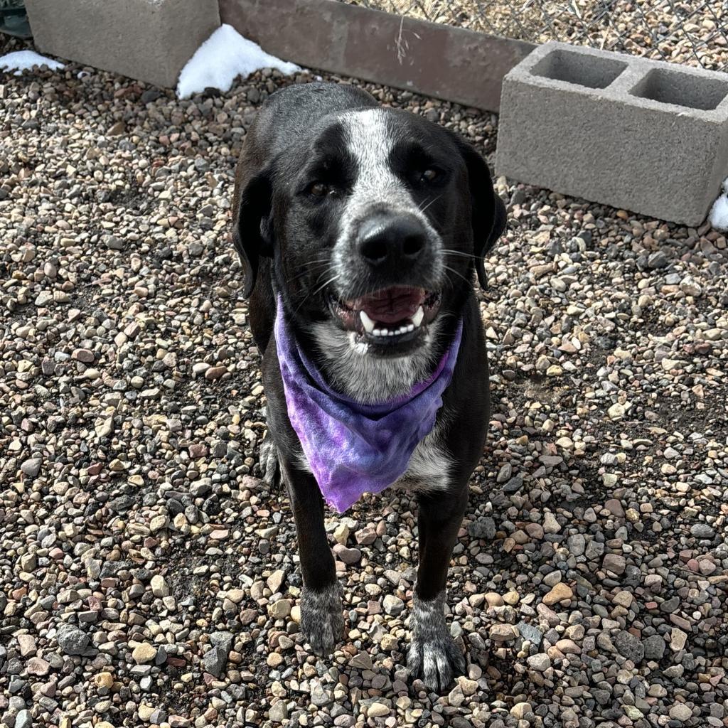 Annie, an adoptable Border Collie, Labrador Retriever in Show Low, AZ, 85901 | Photo Image 2