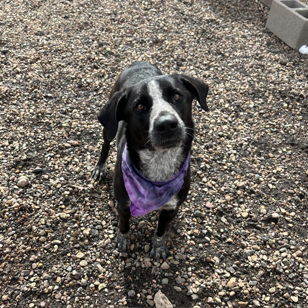 Annie, an adoptable Border Collie, Labrador Retriever in Show Low, AZ, 85901 | Photo Image 3