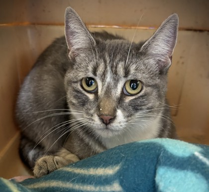 Tiger, an adoptable Domestic Short Hair in Pendleton, OR, 97801 | Photo Image 1