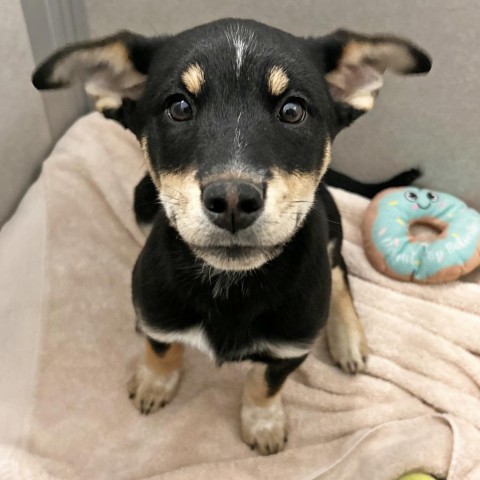 Ivy, an adoptable Mixed Breed in Hailey, ID, 83333 | Photo Image 1