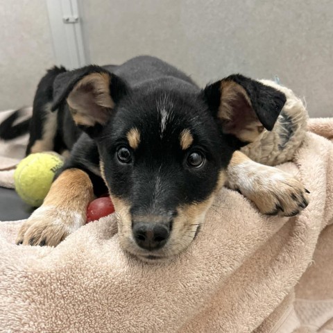 Ivy, an adoptable Mixed Breed in Hailey, ID, 83333 | Photo Image 2