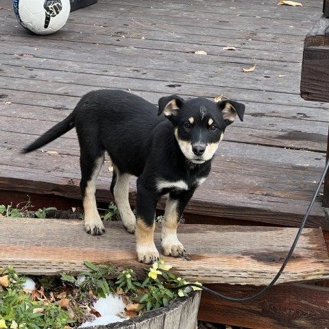 Ivy, an adoptable Mixed Breed in Hailey, ID, 83333 | Photo Image 3