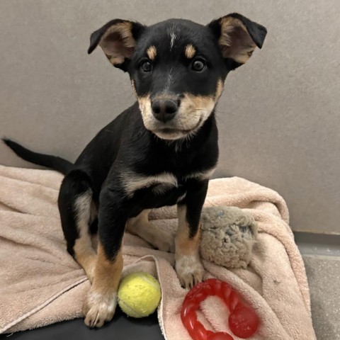 Ivy, an adoptable Mixed Breed in Hailey, ID, 83333 | Photo Image 5