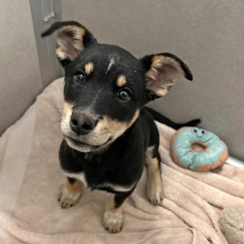 Ivy, an adoptable Mixed Breed in Hailey, ID, 83333 | Photo Image 6