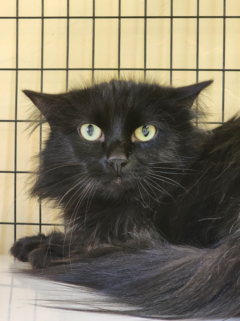 Suki Loo, an adoptable Domestic Medium Hair in Gold Beach, OR, 97444 | Photo Image 1