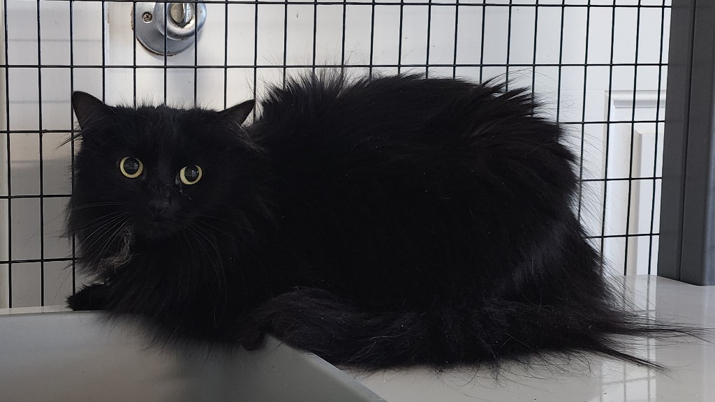 Suki Loo, an adoptable Domestic Medium Hair in Gold Beach, OR, 97444 | Photo Image 2