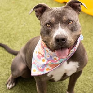 Gidget, Adult Female unknown
