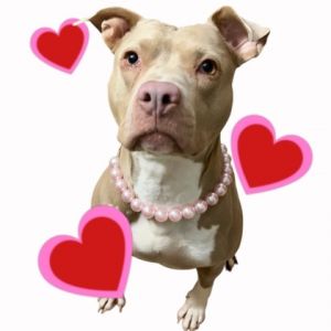 Lily, Adult Female Pit Bull Terrier