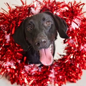 Taz, Baby Male Mixed Breed