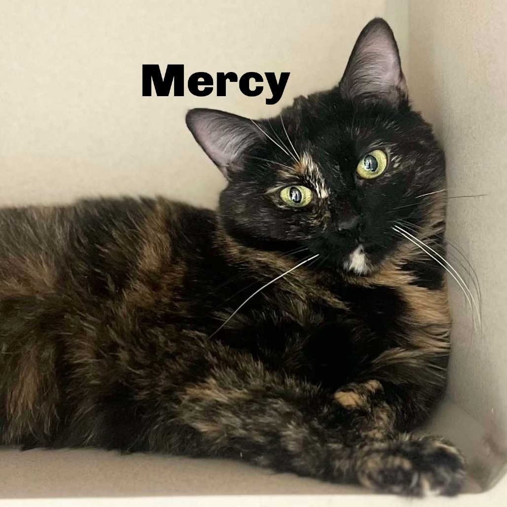 Mercy 240838, an adoptable Domestic Short Hair in Escanaba, MI, 49829 | Photo Image 1