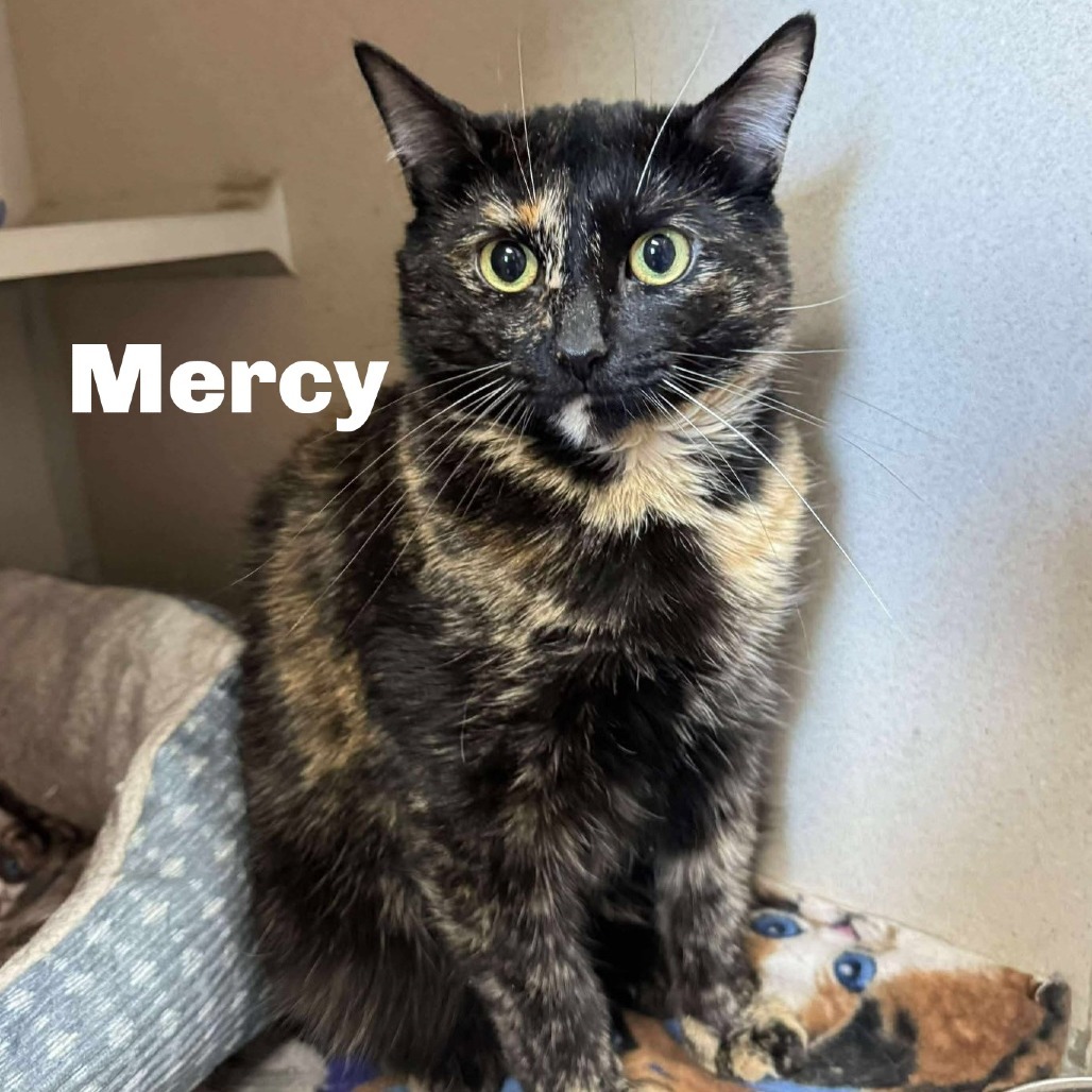 Mercy 240838