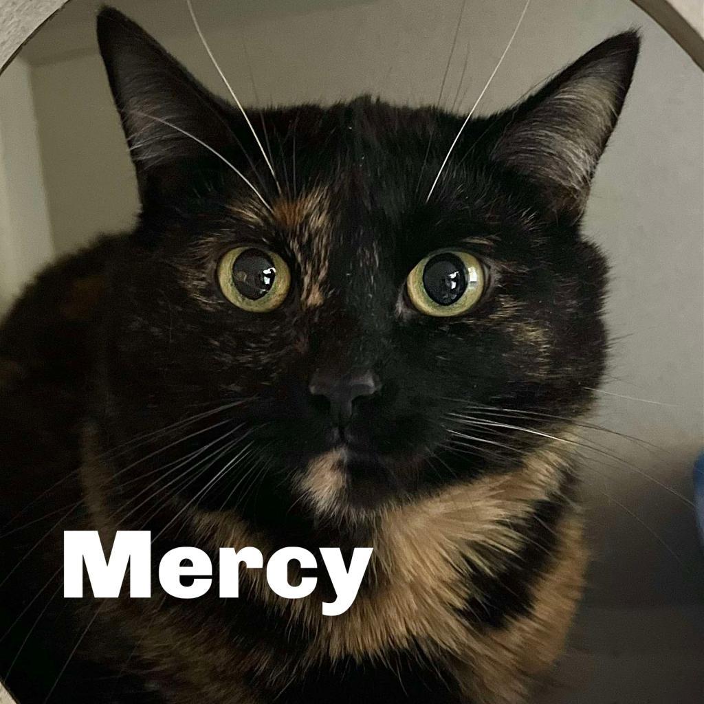 Mercy 240838, an adoptable Domestic Short Hair in Escanaba, MI, 49829 | Photo Image 2