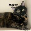 Mercy 240838 photo 3