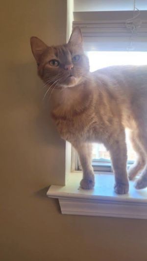 Cory is an 8 year old delicate loving sweetheart in the search for a home he deserves This friendl