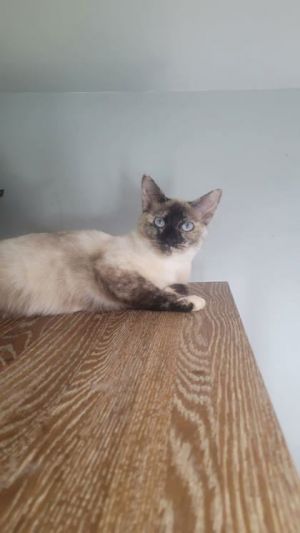 Meet Carrie a sweet and playful 1-year-old Siamese mix whos ready for a fresh start Carries worl