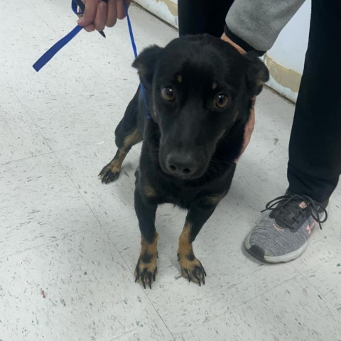 Minuro, an adoptable Mixed Breed in Garden City, KS, 67846 | Photo Image 1