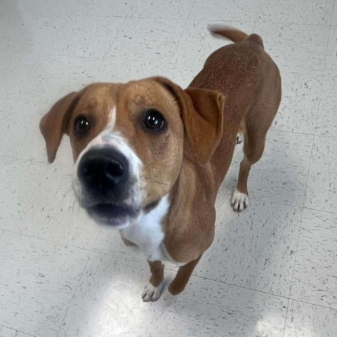 Mellow, an adoptable Mixed Breed in Garden City, KS, 67846 | Photo Image 1