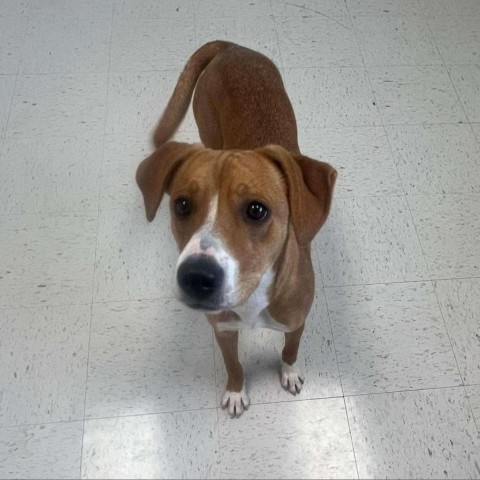 Mellow, an adoptable Mixed Breed in Garden City, KS, 67846 | Photo Image 2