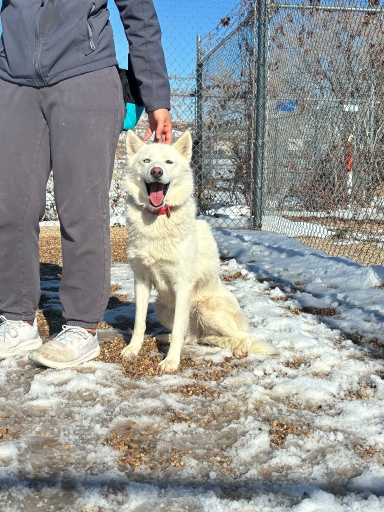 Alexis, an adoptable Siberian Husky, Mixed Breed in Gillette, WY, 82716 | Photo Image 1