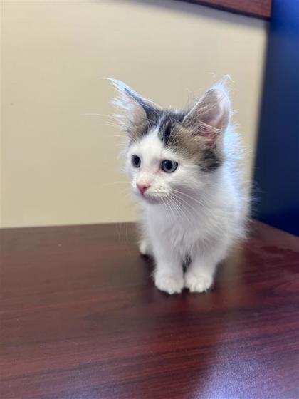 Julius, an adoptable Domestic Long Hair, Domestic Short Hair in Hutchinson, KS, 67504 | Photo Image 1