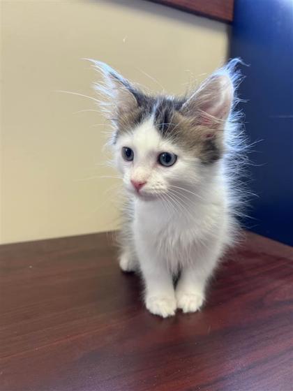 Julius, an adoptable Domestic Long Hair, Domestic Short Hair in Hutchinson, KS, 67504 | Photo Image 2