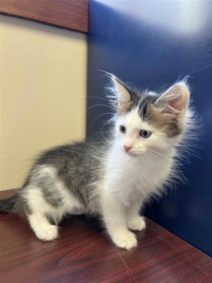 Julius, an adoptable Domestic Long Hair, Domestic Short Hair in Hutchinson, KS, 67504 | Photo Image 3