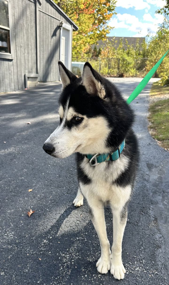 Fashion siberian husky with cats