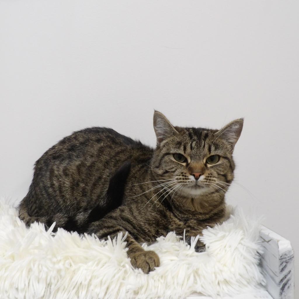 Oohlah, an adoptable Domestic Short Hair in Great Falls, MT, 59404 | Photo Image 1