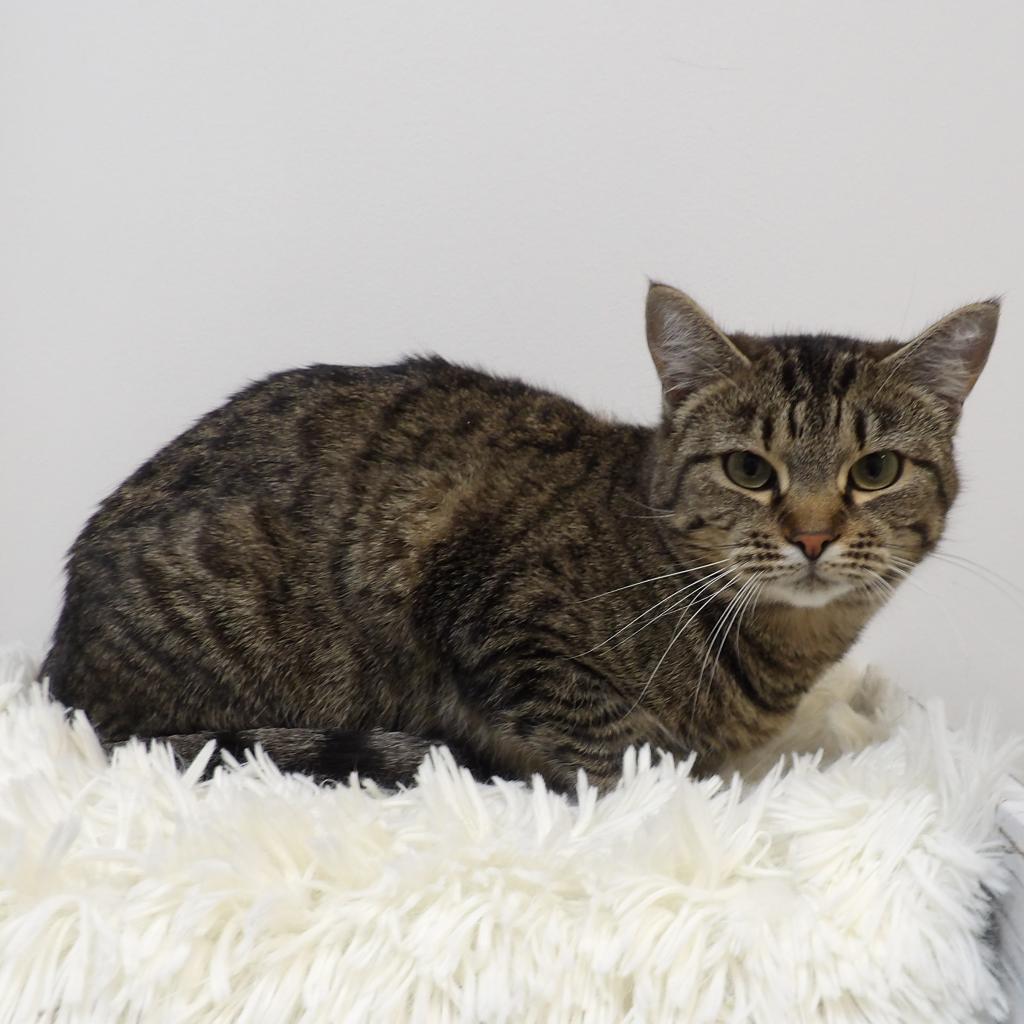 Oohlah, an adoptable Domestic Short Hair in Great Falls, MT, 59404 | Photo Image 2