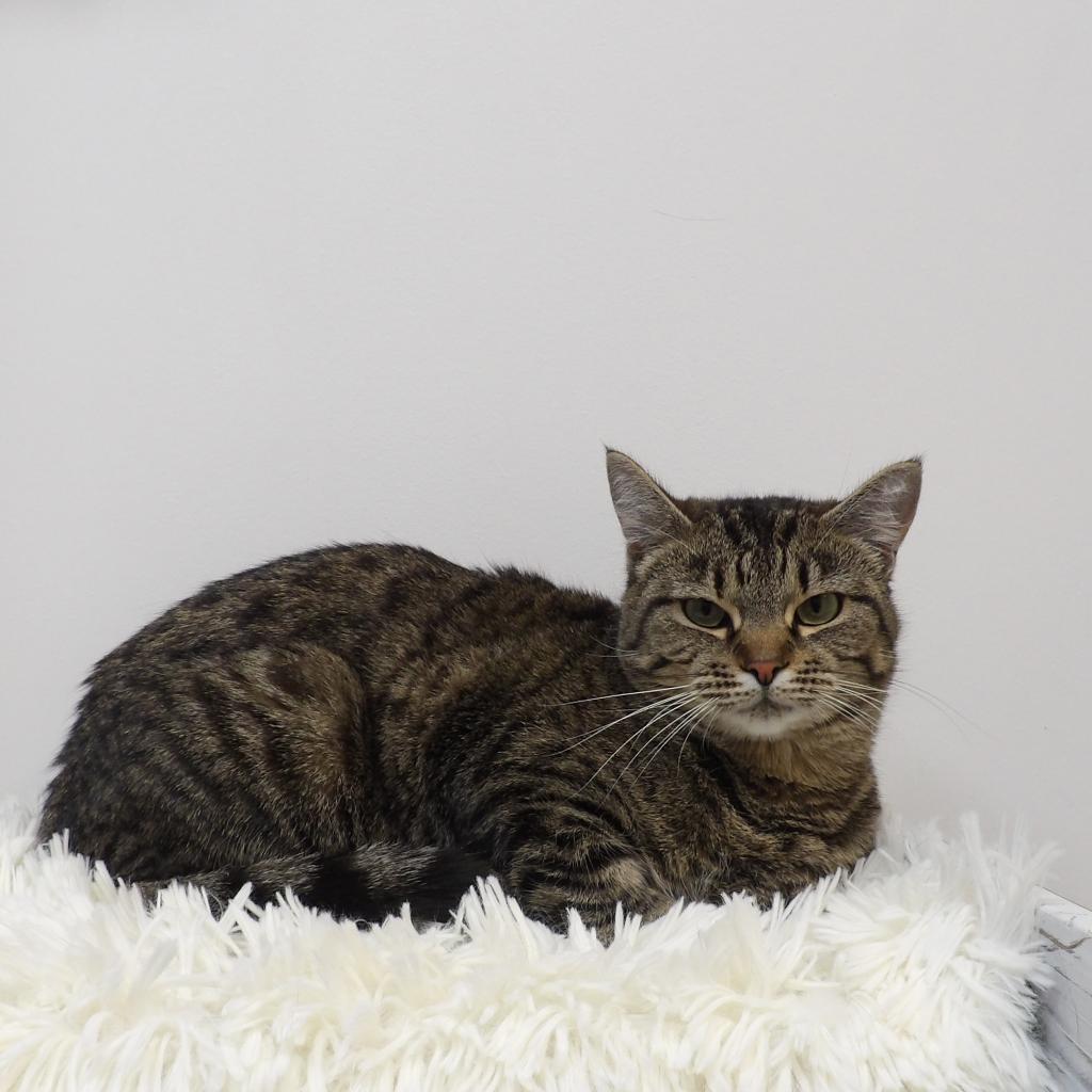 Oohlah, an adoptable Domestic Short Hair in Great Falls, MT, 59404 | Photo Image 3