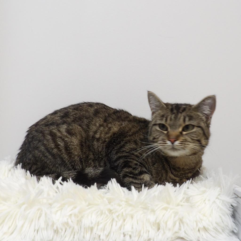 Oohlah, an adoptable Domestic Short Hair in Great Falls, MT, 59404 | Photo Image 4