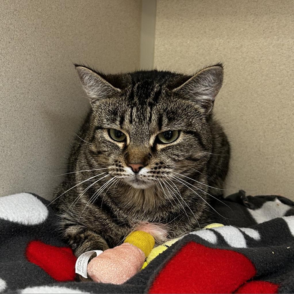 Oohlah, an adoptable Domestic Short Hair in Great Falls, MT, 59404 | Photo Image 5