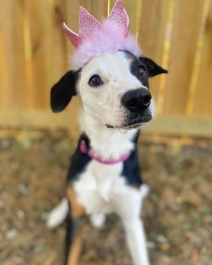 Gail, Young Female Border Collie