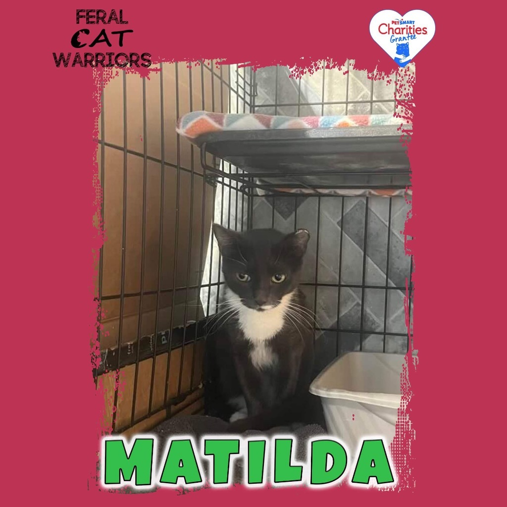 Matilda, an adoptable Domestic Short Hair in Kingman, AZ, 86401 | Photo Image 1