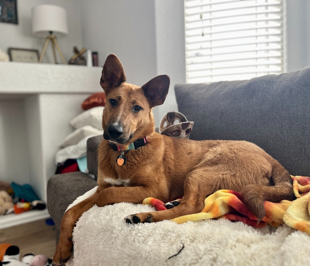 Trishula, an adoptable Australian Cattle Dog / Blue Heeler, Shepherd in Fort Lupton, CO, 80621 | Photo Image 1